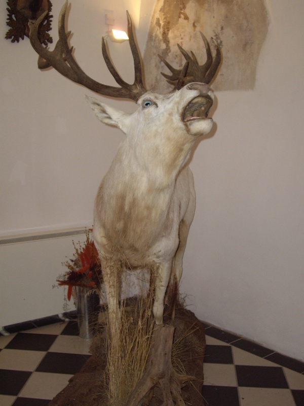 imgp0711